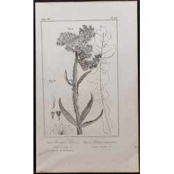 Gravure de 1846 - Saladelle sinuée & Armérie maritime - 1