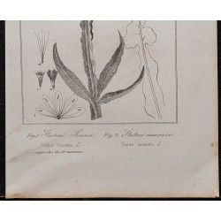 Gravure de 1846 - Saladelle sinuée & Armérie maritime - 3