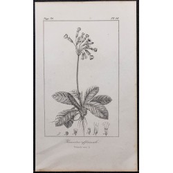 Gravure de 1846 - Primevère officinale - 1