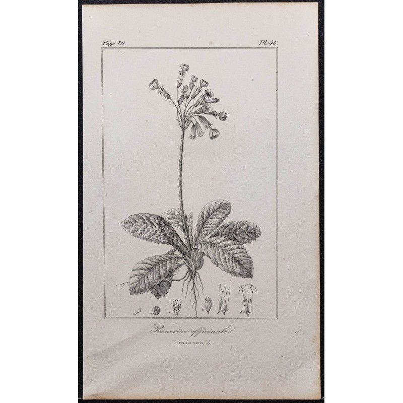 Gravure de 1846 - Primevère officinale - 1