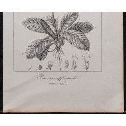 Gravure de 1846 - Primevère officinale - 3