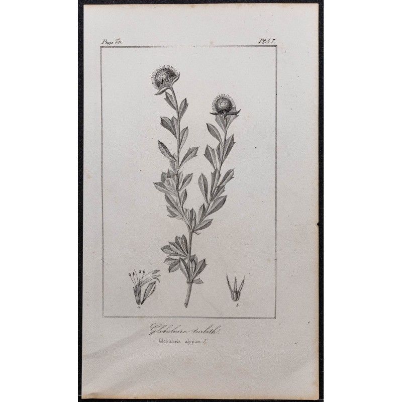 Gravure de 1846 - Globulaire buissonnante (turbith) - 1
