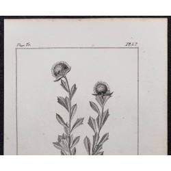 Gravure de 1846 - Globulaire buissonnante (turbith) - 2