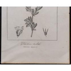Gravure de 1846 - Globulaire buissonnante (turbith) - 3