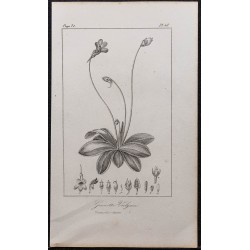 Gravure de 1846 - Grassette commune vulgaire - 1