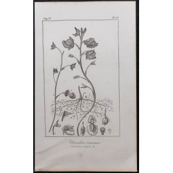 Gravure de 1846 - Utriculaire commune (Carnivore) - 1
