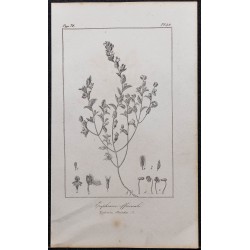 Gravure de 1846 - Euphraise officinale - 1