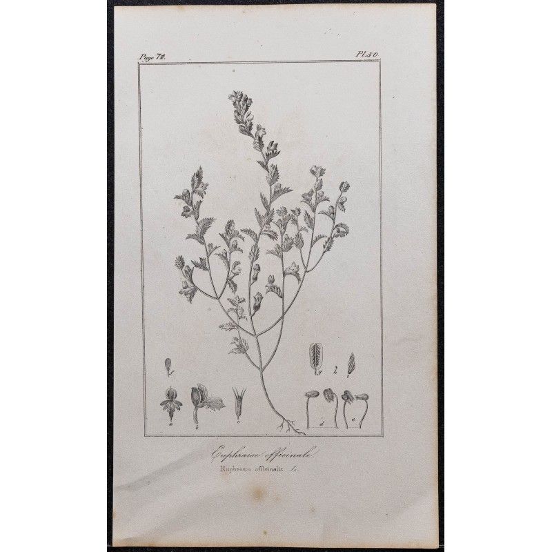 Gravure de 1846 - Euphraise officinale - 1