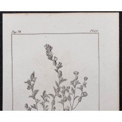 Gravure de 1846 - Euphraise officinale - 2