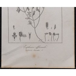 Gravure de 1846 - Euphraise officinale - 3