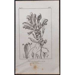 Gravure de 1846 - Lathrée clandestine à fleurs droites - 1