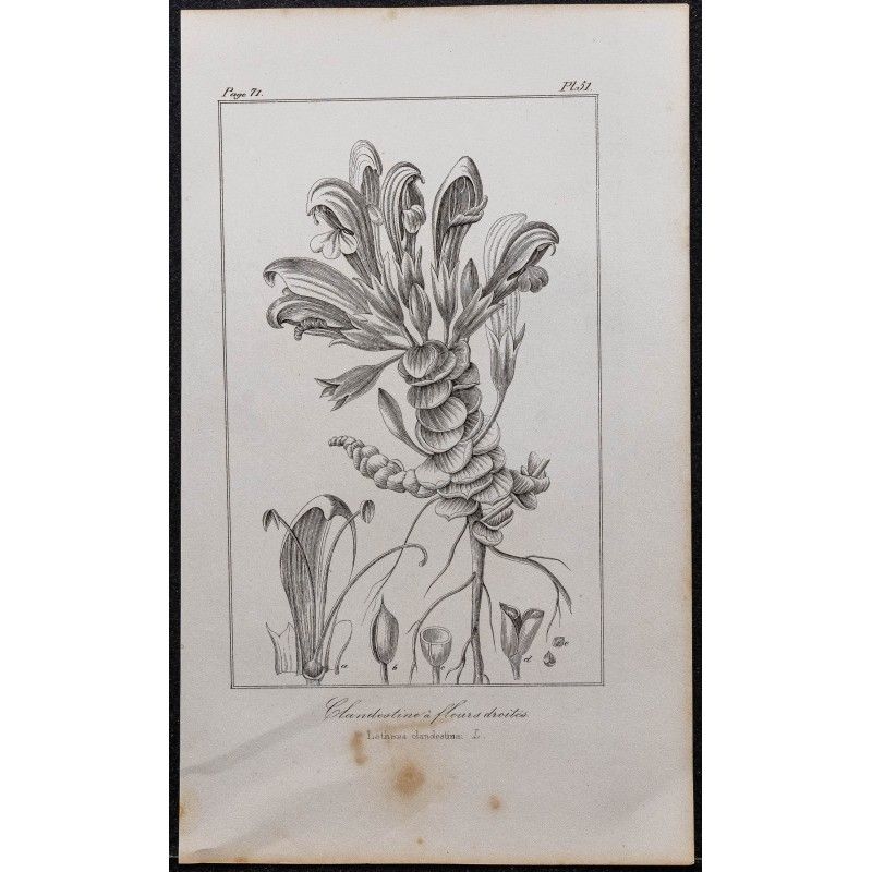 Gravure de 1846 - Lathrée clandestine à fleurs droites - 1