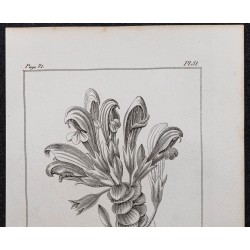 Gravure de 1846 - Lathrée clandestine à fleurs droites - 2