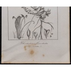 Gravure de 1846 - Lathrée clandestine à fleurs droites - 3