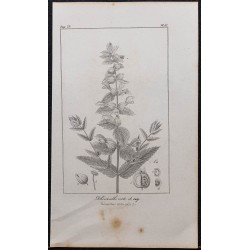 Gravure de 1846 - Rhinanthe crête de cog - 1