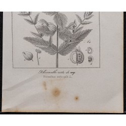 Gravure de 1846 - Rhinanthe crête de cog - 3