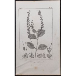 Gravure de 1846 - Véronique officinale - 1