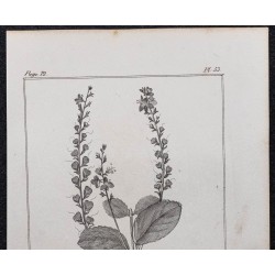 Gravure de 1846 - Véronique officinale - 2