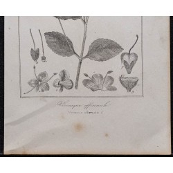 Gravure de 1846 - Véronique officinale - 3