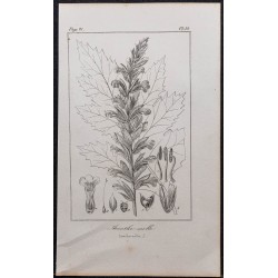 Gravure de 1846 - Acanthe à feuille molle - 1