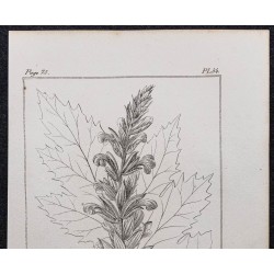 Gravure de 1846 - Acanthe à feuille molle - 2