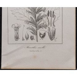 Gravure de 1846 - Acanthe à feuille molle - 3
