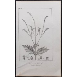 Gravure de 1846 - Verveine officinale - 1