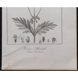 Gravure de 1846 - Verveine officinale - 3