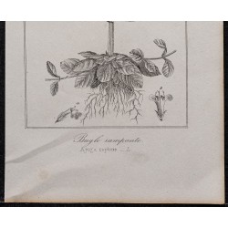 Gravure de 1846 - Bugle rampante - 3