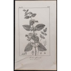 Gravure de 1846 - Mélisse officinale - 1