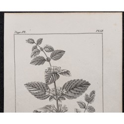 Gravure de 1846 - Mélisse officinale - 2