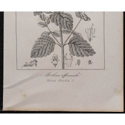 Gravure de 1846 - Mélisse officinale - 3