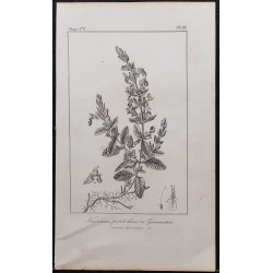 Gravure de 1846 - Germandrée petit-chêne - 1