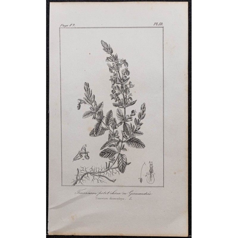 Gravure de 1846 - Germandrée petit-chêne - 1