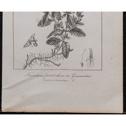 Gravure de 1846 - Germandrée petit-chêne - 3