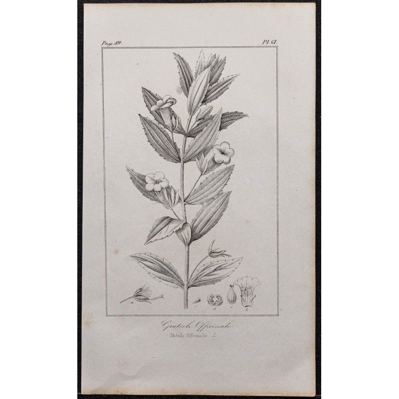 Gravure de 1846 - Gratiole officinale - 1