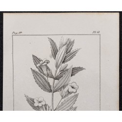 Gravure de 1846 - Gratiole officinale - 2