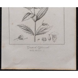 Gravure de 1846 - Gratiole officinale - 3