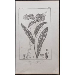 Gravure de 1846 - Pulmonaire officinale - 1