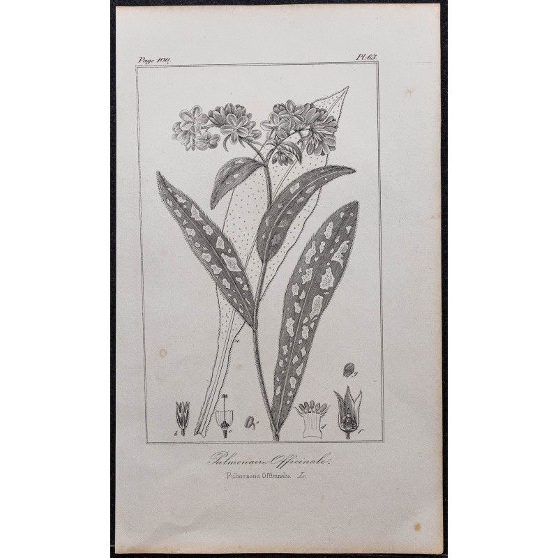 Gravure de 1846 - Pulmonaire officinale - 1