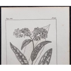 Gravure de 1846 - Pulmonaire officinale - 2