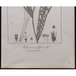 Gravure de 1846 - Pulmonaire officinale - 3