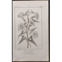 Gravure de 1846 - Ipomea sagitte - 1