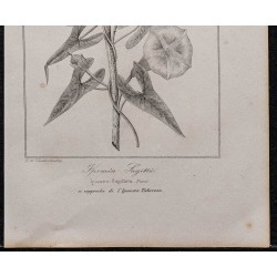 Gravure de 1846 - Ipomea sagitte - 3