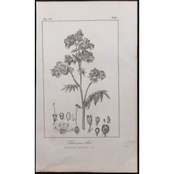 Gravure de 1846 - Polémoine bleu - 1