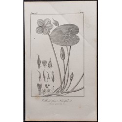 Gravure de 1846 - Villarsie faux nénuphar - 1