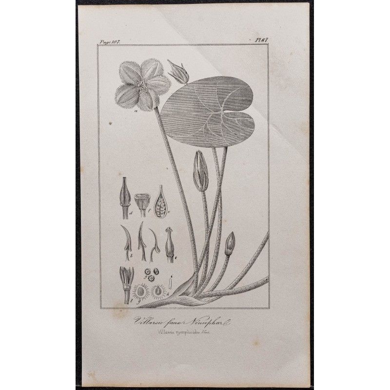 Gravure de 1846 - Villarsie faux nénuphar - 1