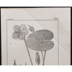 Gravure de 1846 - Villarsie faux nénuphar - 2