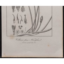 Gravure de 1846 - Villarsie faux nénuphar - 3