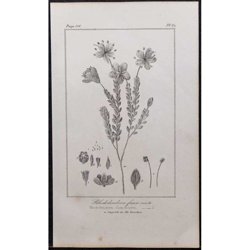 Gravure de 1846 - Rhododendron petit ciste - 1